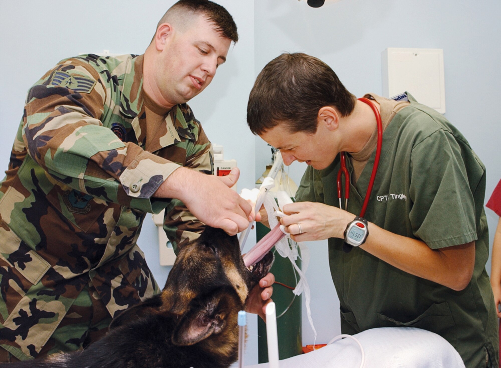 TYNDALL AIR FORCE BASE, Fla. (AFPN) -- Staff Sgt. John Russum holds Rex's mouth open as Army Capt. (Dr.) Leah Tingley, inserts a breathing tube in his throat. Rex was sedated during the procedure and during the root canals. Sergeant Russum is a dog handler with the 325th Security Forces Squadron. (U.S. Air Force photo by 2nd Lt. William Powell)