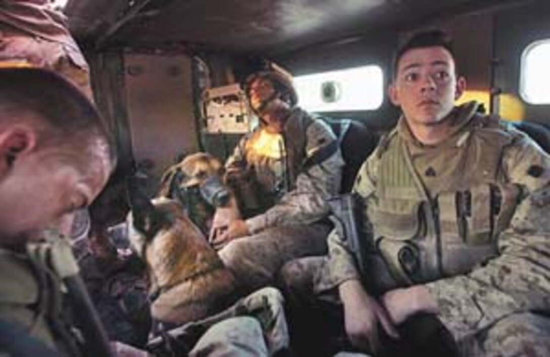 IRAQ02_BORDER_0025_KK.JPG::n::At dawn Saturday, L to R, Lance Corporal Michael Biron, Corporal Courtney Hunt of Barstow, Calif sleep while Sgt Neil Fucci of Barstow, Calif is wide awake in a six-wheel drive "cougar" armored vehicle on the way to Sada. Hunt and Fucci are military dog handlers and Fucci's dog "Rambo" faces away from camera. Hunt's dog "Bak" wears a muzzle and faces camera::n::Marines from the Lima Company 3rd Battalion, 6th Marines Regiment, attached to the 2nd Regimental Combat Team begin "Operation Iron Fist" by performing house-to-house searches in the town of Sada, on the Iraq Syrian Border. ::n::San Francisco Chronicle Photo by Kim Komenich::n::10/1/05