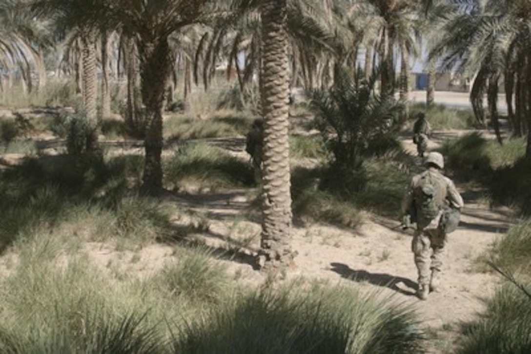 U.S. Marines of Company G, 2nd Battalion, 2nd Marines, fall into a tactical column as they maneuver through a palm grove to conduct a security patrol in Fallujah, Iraq, on Oct. 22, 2005. 