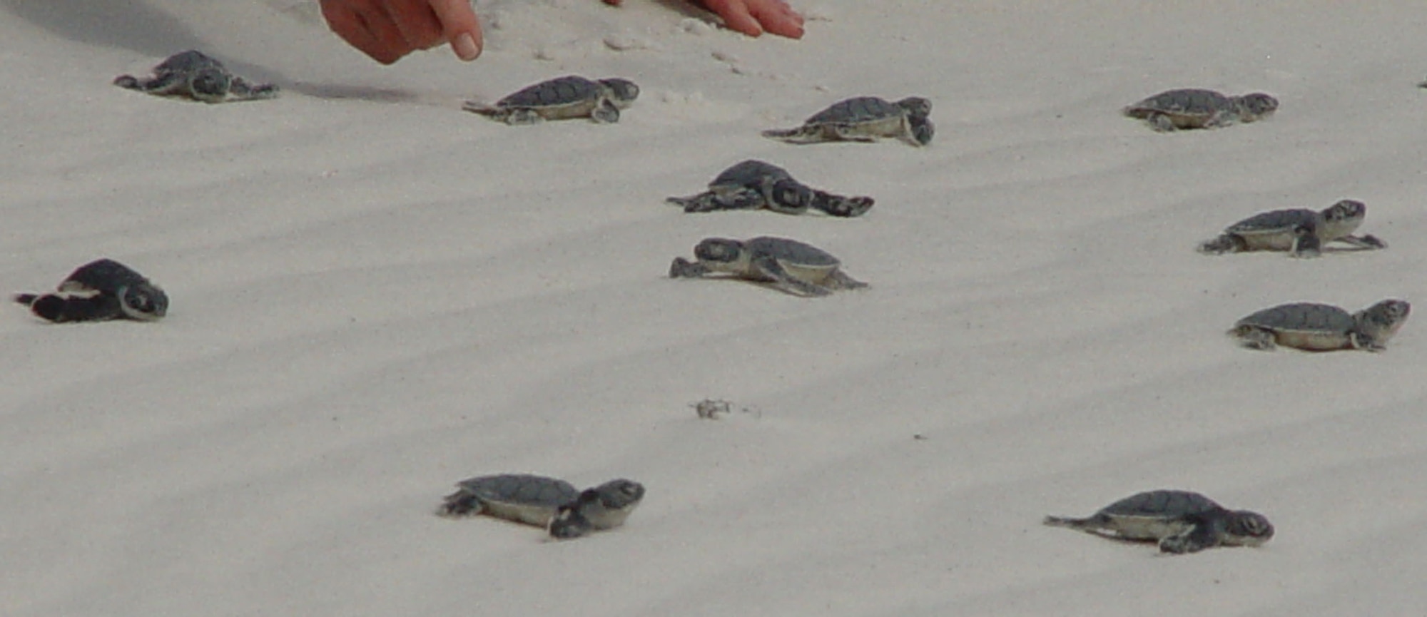 EGLIN AIR FORCE BASE, Fla. (AFPN) -- Eglin's sea turtle patrol volunteers released several baby green sea turtles Oct. 27. If they reach adulthood, these baby green sea turtles may reach a size of six feet long and weigh up to 450 pounds. The shell is smooth and is colored gray, green, brown and black. Hatchlings are black on top and white on the bottom. Age at sexual maturity is estimated at 20-50 years. (U.S. Air Force photo by Jerron Barnett) 