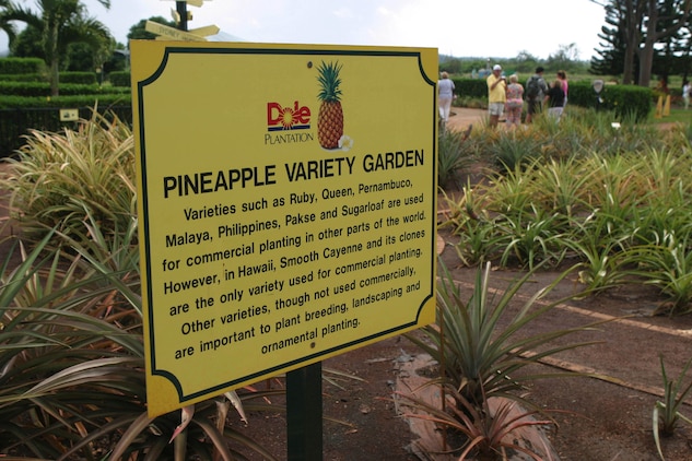 Pineapple Fields Forever Dole Plantation Continues To Whip Up Pineapple Themed Delights Marine Corps Base Hawaii News Article Display