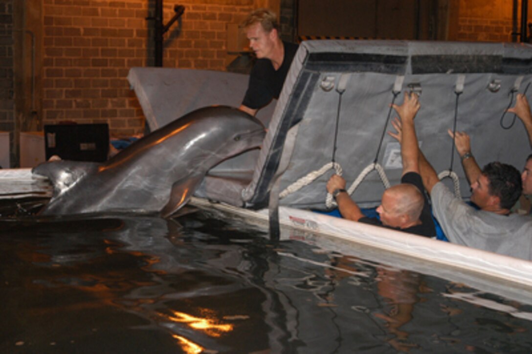 Kelly the dolphin is placed in a temporary saltwater pool in a facility at Naval Construction Battalion Center Gulfport, Miss., on Sept. 17, 2005. Kelly has spent the last two and a half weeks in the Gulf of Mexico with four other dolphins who escaped when Hurricane Katrina destroyed their home at the Marine Life Oceanarium in Gulfport. The aboveground pool, along with other necessary filtration equipment needed to care for sea mammals, was provided by U.S. Navy Marine Mammal Program personnel from San Diego, Calif. Department of Defense units are mobilized as part of Joint Task Force Katrina to support the Federal Emergency Management Agency's disaster-relief efforts in the Gulf Coast areas devastated by Hurricane Katrina. 