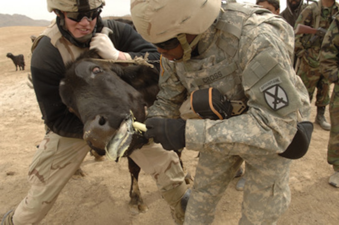Army Spc. Zachary Williams (left) takes the bull by the horns so Sgt. Jared Cross can give him a dose of deworming medicine during a village medical outreach program in Khakeran village, Qalat province, Afghanistan, on March 18, 2006. Williams is assigned to the 2nd Battalion (Airborne), 503rd Infantry Regiment and Cross is assigned to the 10th Mountain Support Battalion. 