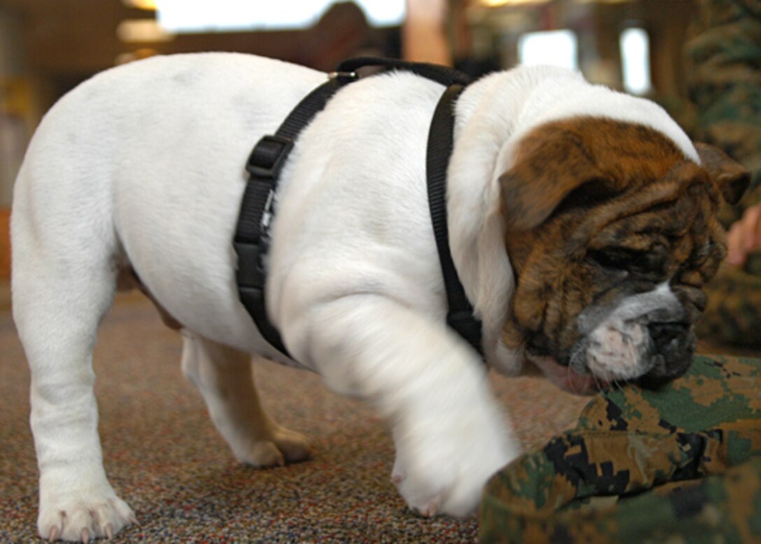 Hummer, the new mascot for Marine Corps Recruit Depot Parris Island, is undergoing his obedience training. The puppy will follow recruits through several trainings events before earning the title of depot mascot. U.S. Marine Corps photo by Cpl. Brian Kester