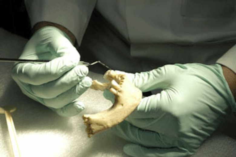 HICKAM AIR FORCE BASE, Hawaii -- Odontologist Lt. Col. Gregory Silver, of the Joint POW/MIA Accounting Command's Central Identification Laboratory, examines a partially edentulous mandible. (JPAC photo by U.S. Navy Photographer's Mate 2nd Class Elizabeth A. Edwards)