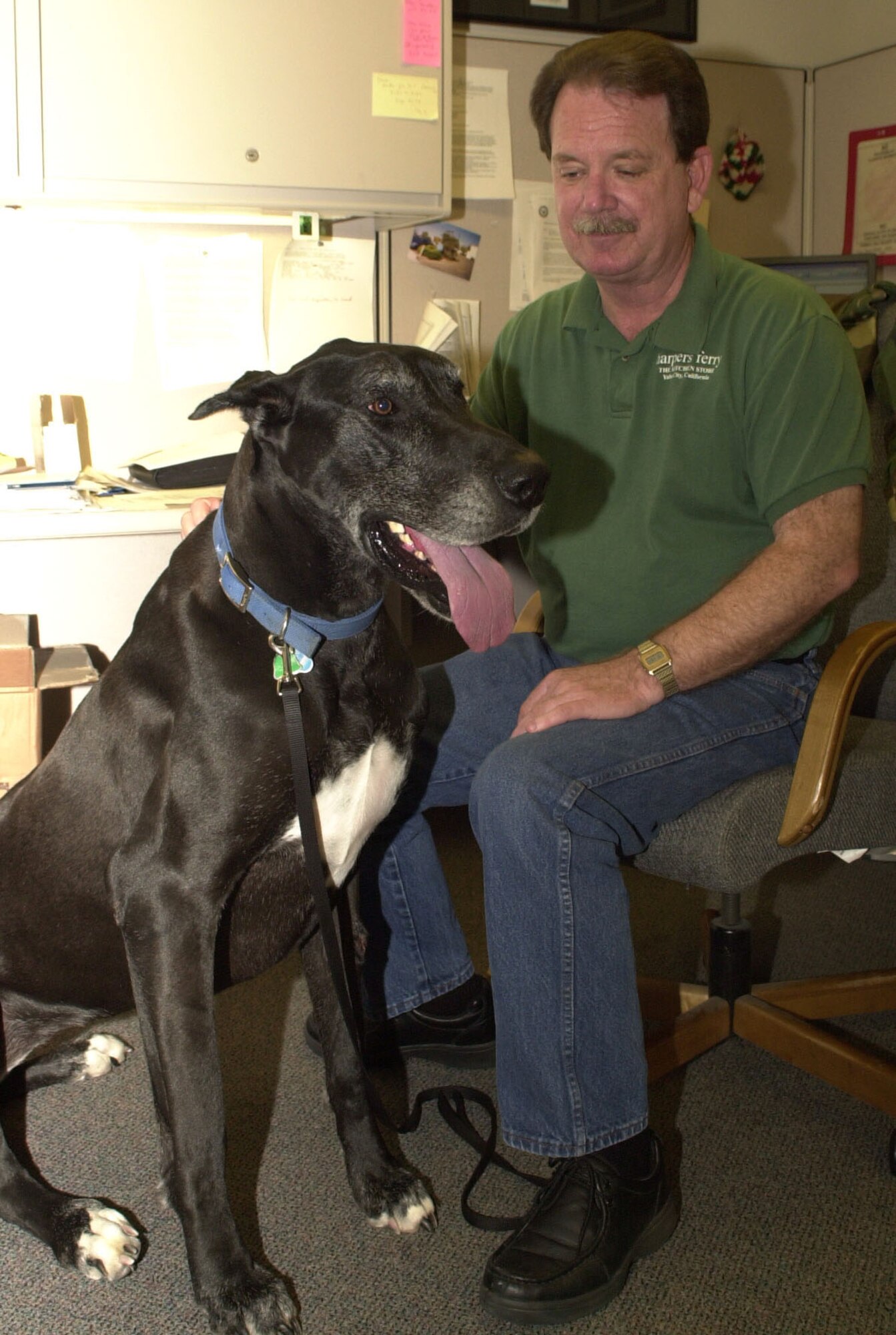 Air Reserve Technician, Senior Master Sgt. Dave Wilhite, 940th Maintenance Operations Flight Plans and Scheduling NCO In-Charge, pets his Great Dane, Dinah, in his office at Beale Air Force Base.  Dinah came to work with Sergeant Wilhite as part of Bring your Daughters and Sons to Work Day April 27, 2006. (Air Force Photo by Stacey Knott)                           