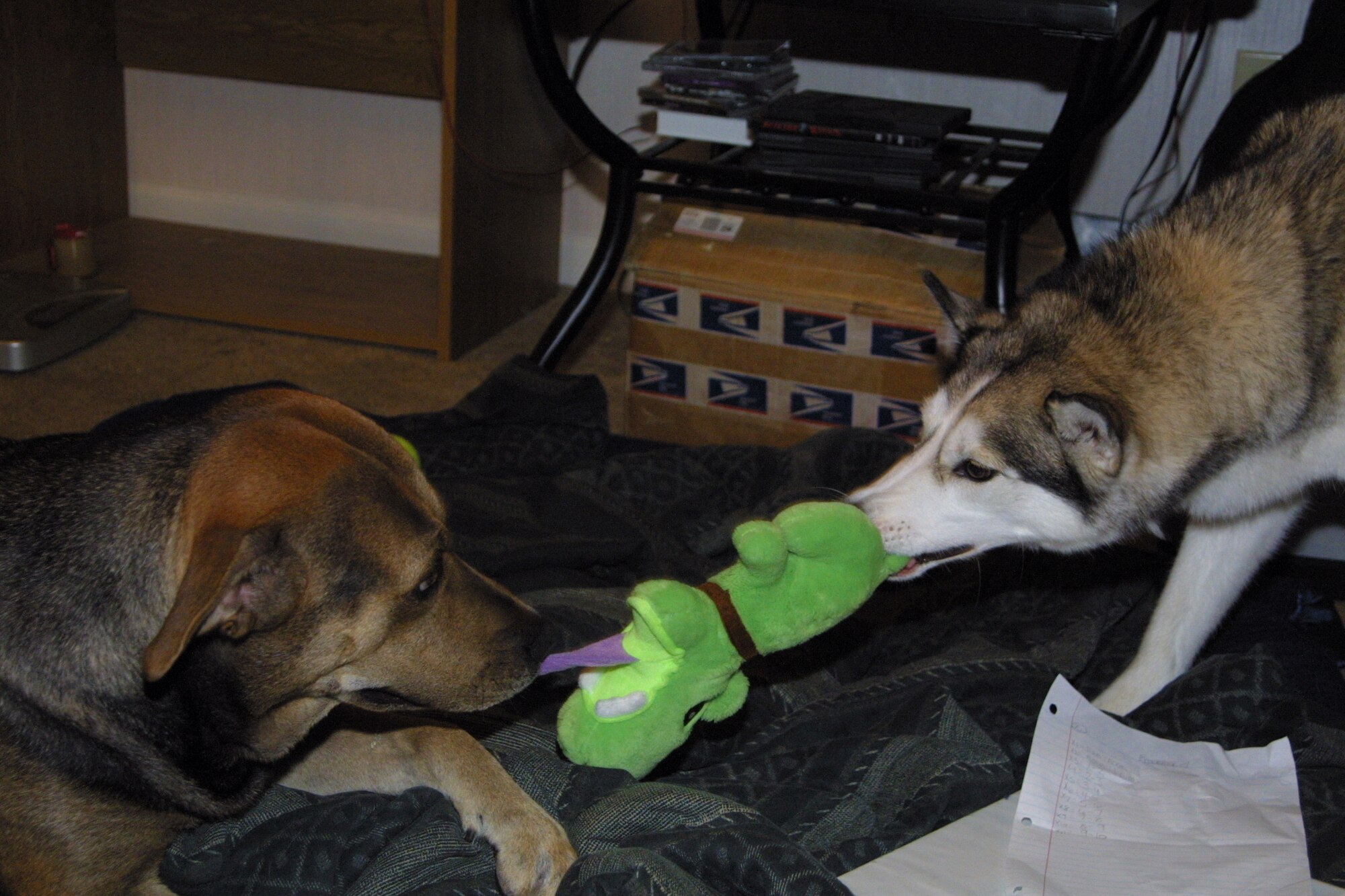 Riley Locke-Lilley and Savvy Zachary fight for a toy that they both think belongs to them. Riley will be attending the obedience classes held at the community center. According to Veronica Richie, instructor for the upcoming class, after completing the class dog's will be more fun to be around, and by learning the psychology of dogs, it will be easier for an owner to relate to their furry friend. (U.S. Air Force photo/Senior Airman Cassandra Locke)