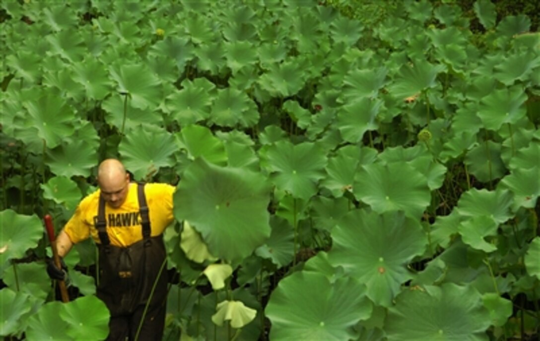 U.S. Navy Petty Officer 1st Class Tim Darnell wades through lily pads in the manmade artificial wetland at the Veterans Memorial and Nature Center in Covington, Tenn., on Aug. 18, 2006.  Darnell was selected for promotion to chief petty officer.  The U.S. Navy Chief Petty Officer's Association has been volunteering manpower annually to maintain the park for seven years. 