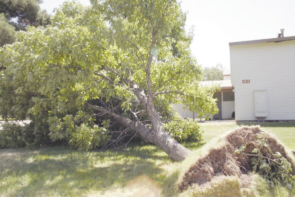 Trees, like this one at Garfield Place and Chestnut Avenue in the Dunes housing area, were blown down by winds and gusts as high as 52 miles per hour from a storm Aug. 10. The 366th Civil Engineer Squadron combed the base Aug. 11 to pick up broken tree limbs and debris. (Photo by Senior Airman Brian Stives)
