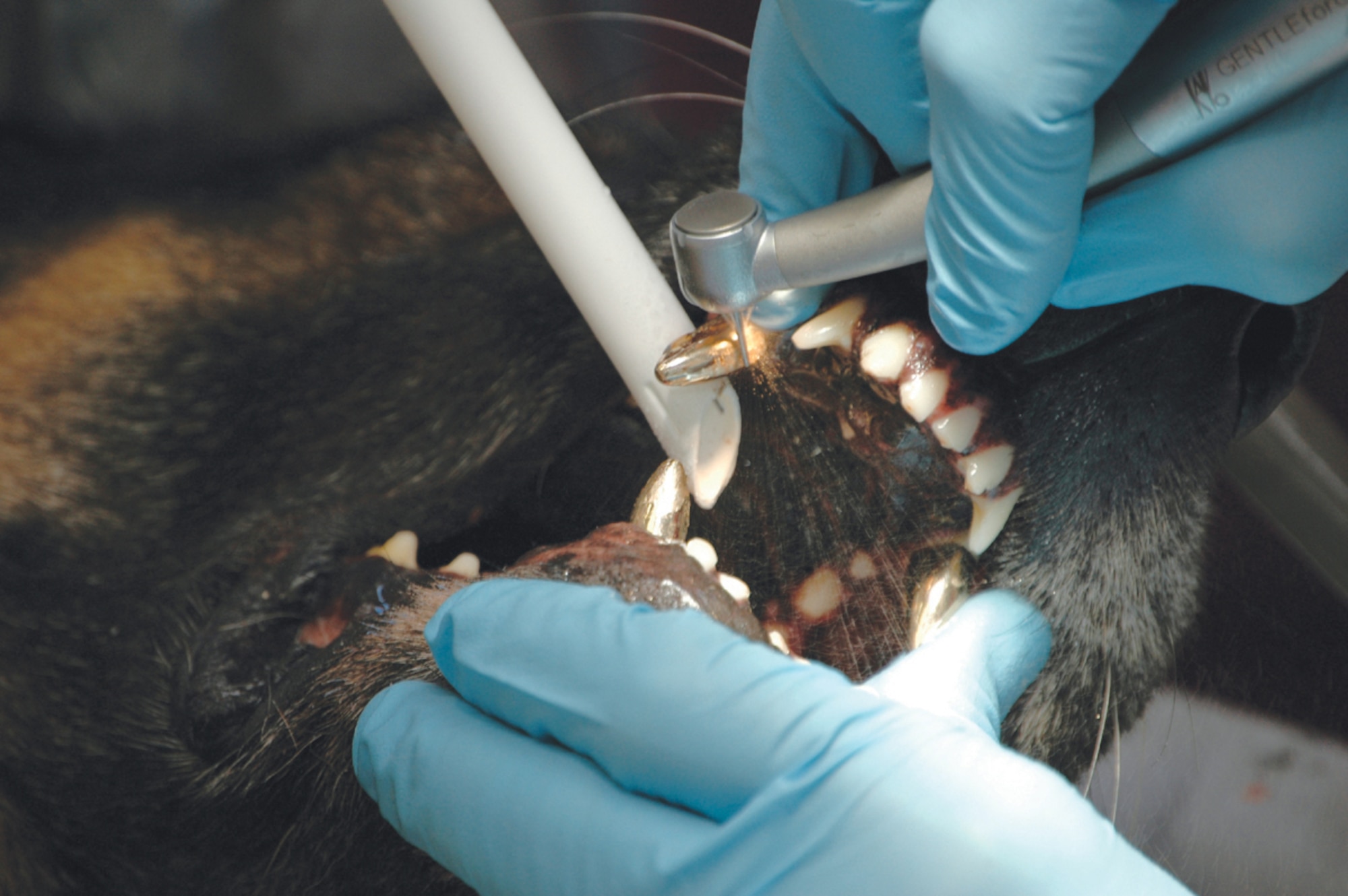Capt. (Dr.) Lawrence Horne, 325th Aeromedical-Dental Squadron general dentist, grinds down the gold crown on the upper canine to ensure an adequate gap exists between the upper and lower canine Nov. 10. (U.S. Air Force photo by 2nd Lt. William Powell)
