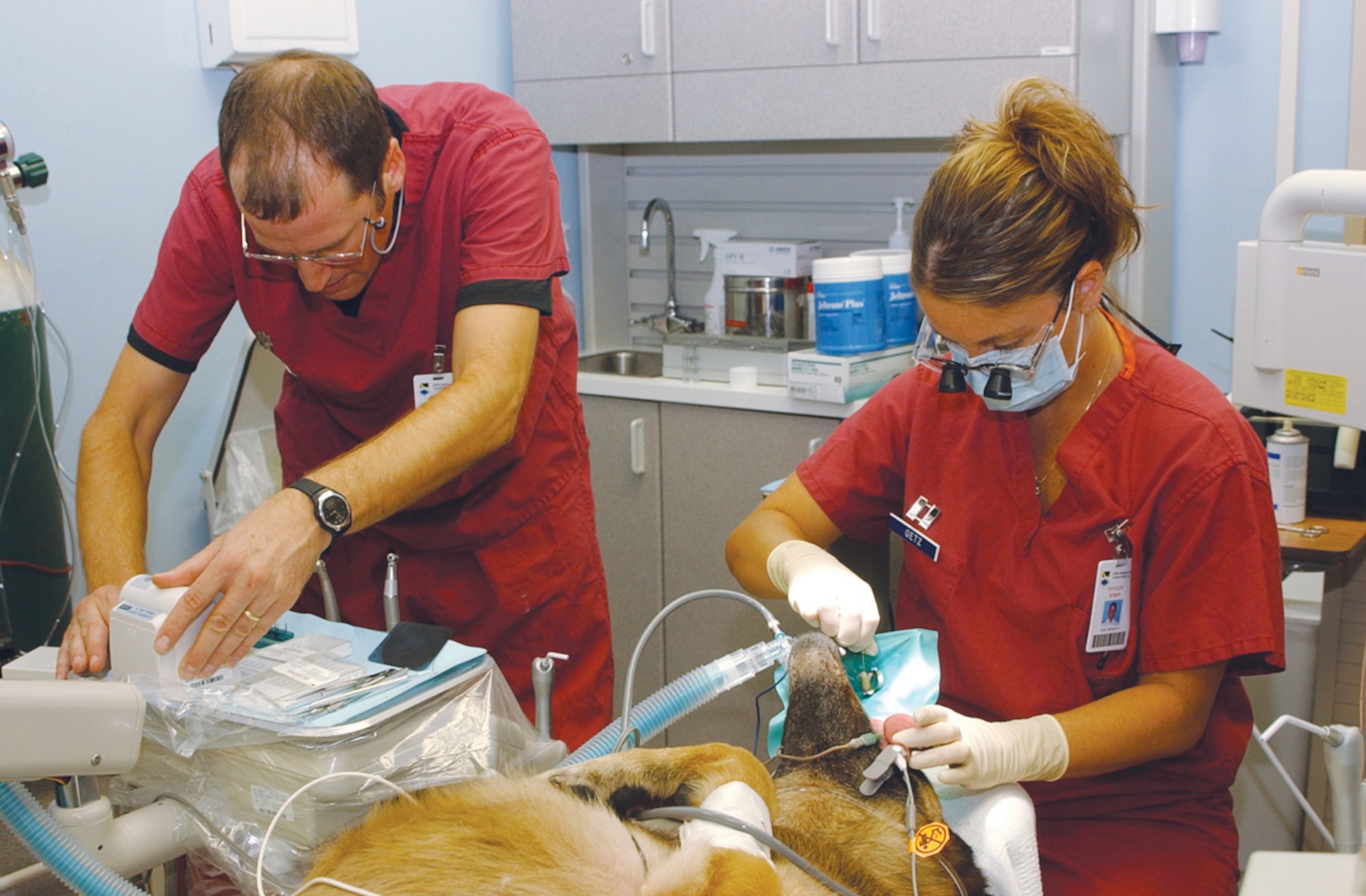 Capt. (Dr.) Michelle Getz, 325th Aeromedical-Dental Squadron general dentist, and Lt. Col. (Dr.) Mark Muth, 325th ADS dental operations flight commander, measure the length of the root in one of Rex’s canines Oct. 13 during a two-day root canal procedure here. Rex is a military working dog assigned to the 325th Security Forces Squadron. (U.S. Air Force photo by 2nd Lt. William Powell)
