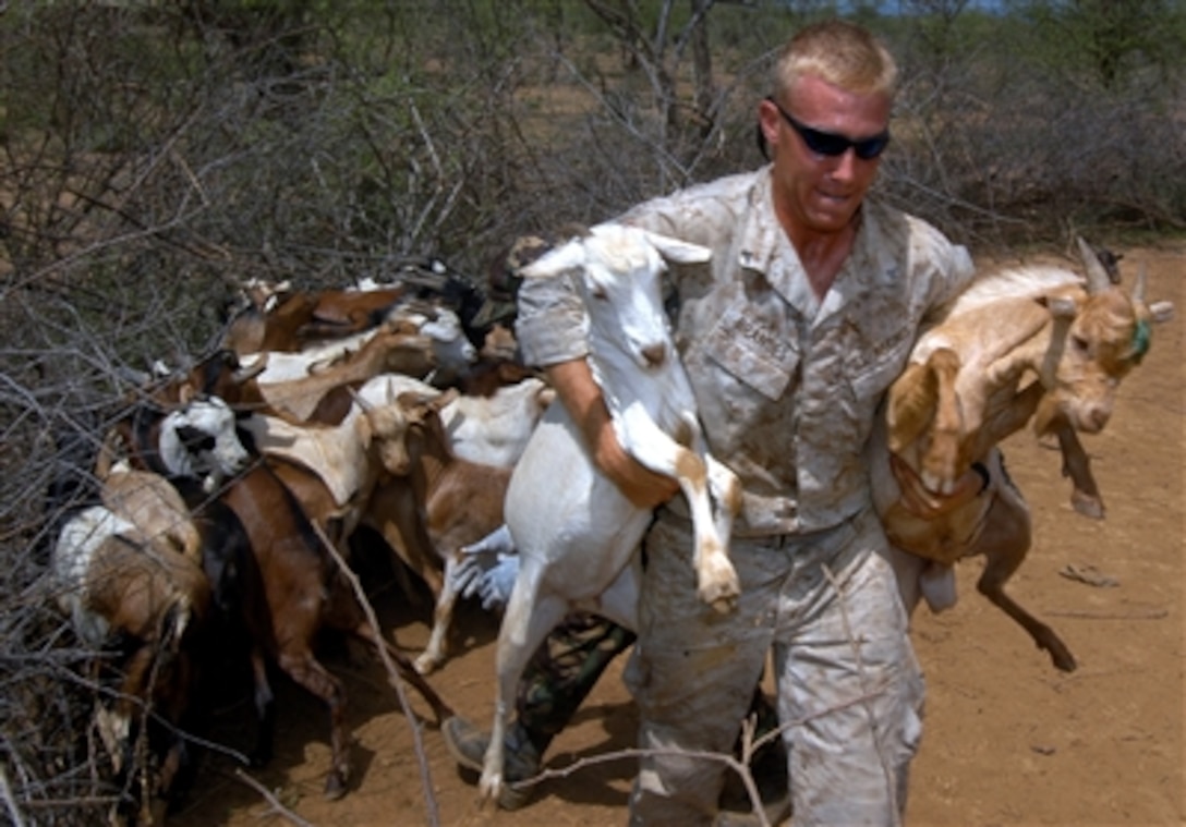 U.S. Marine Lance Cpl. Darrell Brandes of Goliad, Texas, carries two goats out of the corral to recieve immunizations during a veterinary civil assistance project in Chemeril, Kenya, as part of exercise Natural Fire 2006, Aug. 15, 2006.   More than 2000 sheep and goats were vaccinated against Sheep Pox and Pleural Pneumonia during the project operated by veterinarians and doctors from the U.S., Kenya, Tanzania and Uganda.