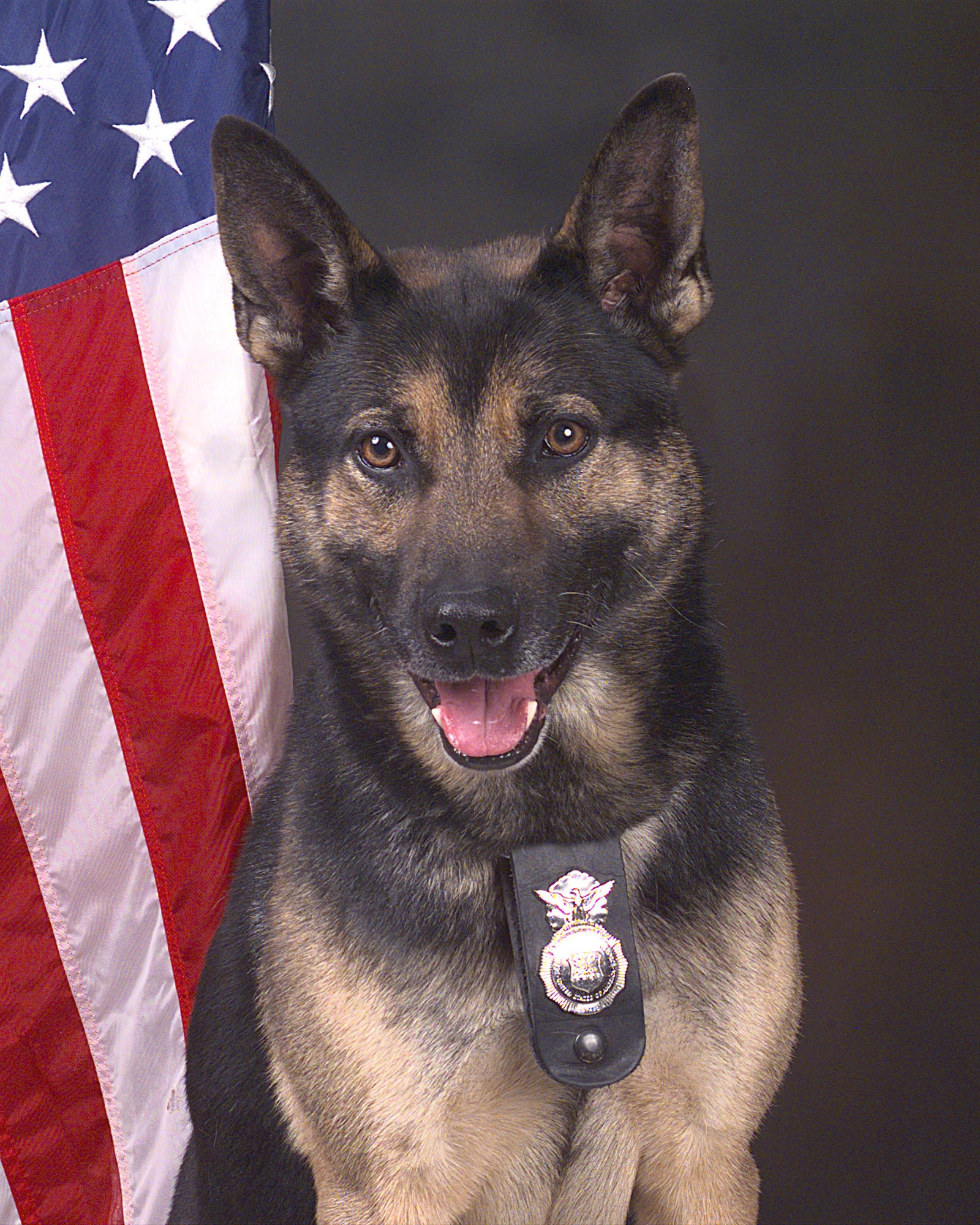 Peterson Air Force Base lost one of its members Nov. 17. Blek, a military working dog, was 10 years old.