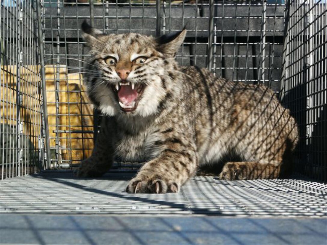 Defense mechanisms kick in for the latest of Sheppard Air Force Base's wildlife captures, a bobcat located near a technical training facility Dec. 13. Ted Pepps, a wildlife biologist at the 80th Flying Training Wing, and 82nd Security Forces Squadron personnel captured the animal. (U.S. Air Force photo/courtesy of the 82nd Civil Engineer Squadron)