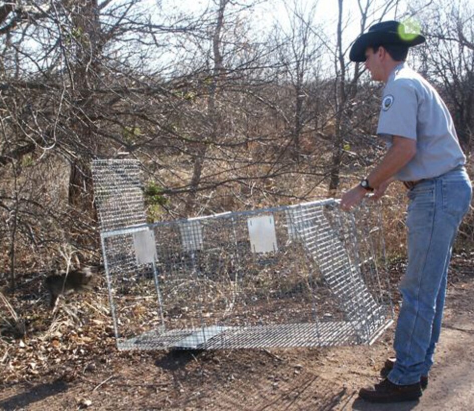 A captured bobcat leaps from its cage Dec. 13 after it was captured near a technical training schoolhouse at Sheppard Air Force Base that same day. Ted Pepps, a wildlife biologist at the 80th Flying Training Wing, captured the animal with assistance from 82nd Security Forces Squadron personnel. (U.S. Air Force photo/courtesy of the 82nd Civil Engineer Squadron)