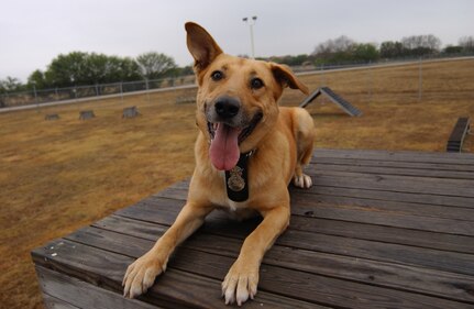 Bak the MWD