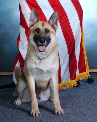 Baddy, a 28th Security Forces Military Working Dog, died on December 6 after severe medical complications. Baddy was assigned to Ellsworth on April 9, 1999.  During his seven year military career the German Shepherd supported the US Secret Service and US State Department for the protection of the President, Vice President, First Lady and numerous key foreign leaders on visits across the country.
