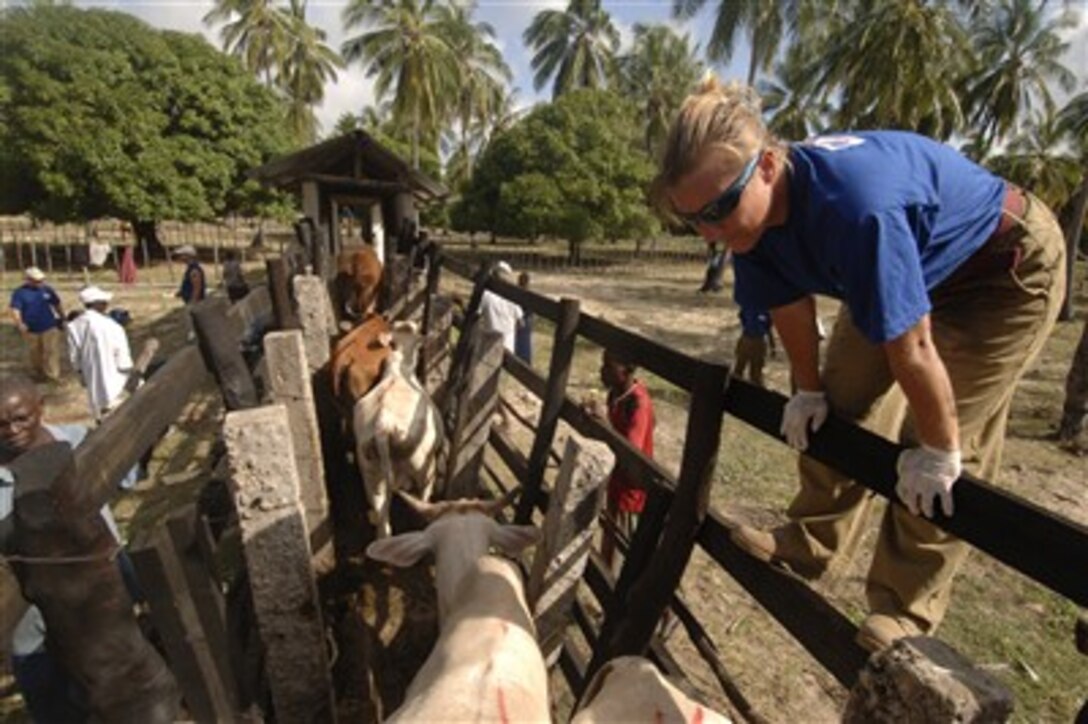 U.S. Army Capt. Gwynne Kinley, a veterinarian with 350th Civil AffairsTeam, Camp Lemonier, Djibouti, watches cattle exit the corral into a dipping station during a veterinary civil action program in Kashmere, Kenya, Dec. 11, 2006. U.S. military and Kenyan veterinarians are working in cooperation with the local government.