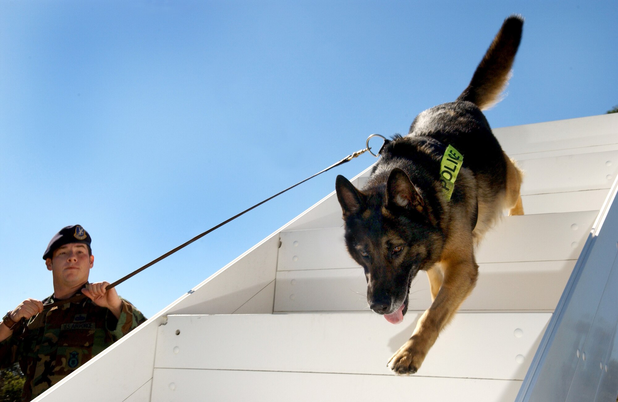 MACDILL AIR FORCE BASE, Fla. (AFPN) -- Staff Sgt. Timothy Bellus guides his detection patrol dog, Manzo, over a set of stairs Jan. 31. The stairs are part of a confidence course to help train the dogs to adapt to different situations. Sergeant Bellus is a military working dog handler with the 6th Security Forces Squadron. (U.S. Air Force photo by Airman 1st Class Bradley A. Lail)