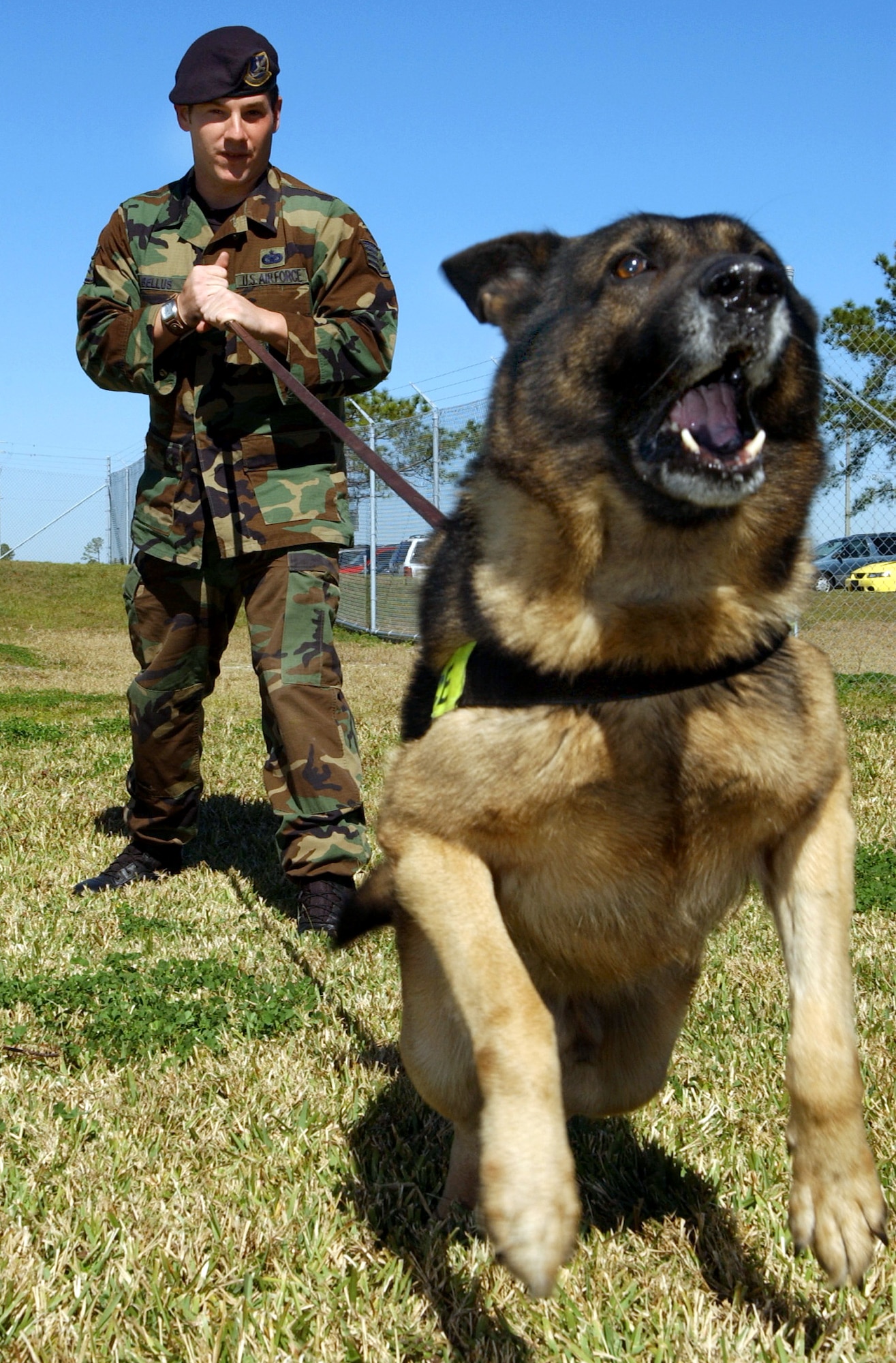 MACDILL AIR FORCE BASE, Fla. -- Staff Sgt. Timothy Bellus restrains his military working dog, Manzo, here Jan. 31. Manzo is a detection patrol dog. Sergeant Bellus is a military working dog handler with the 6th Security Forces Squadron. (U.S. Air Force photo by Airman 1st Class Bradley A. Lail)