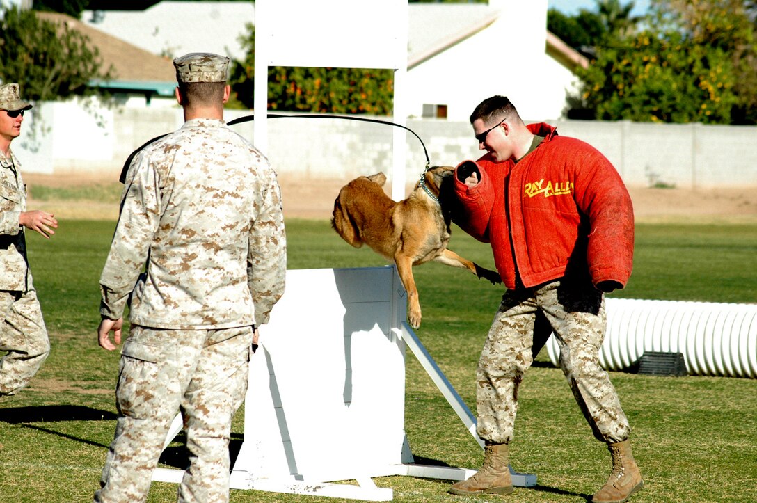 Cpl. Elijah S. Prudhome, K-9 handler, Provost Marshal?s Office, receives a bite from Bernie, military working dog, during a demonstration at Centennial Middle School Feb. 8. The K-9 Marines were invited to the school to provide law enforcement-related education  for the eighth graders of the school.