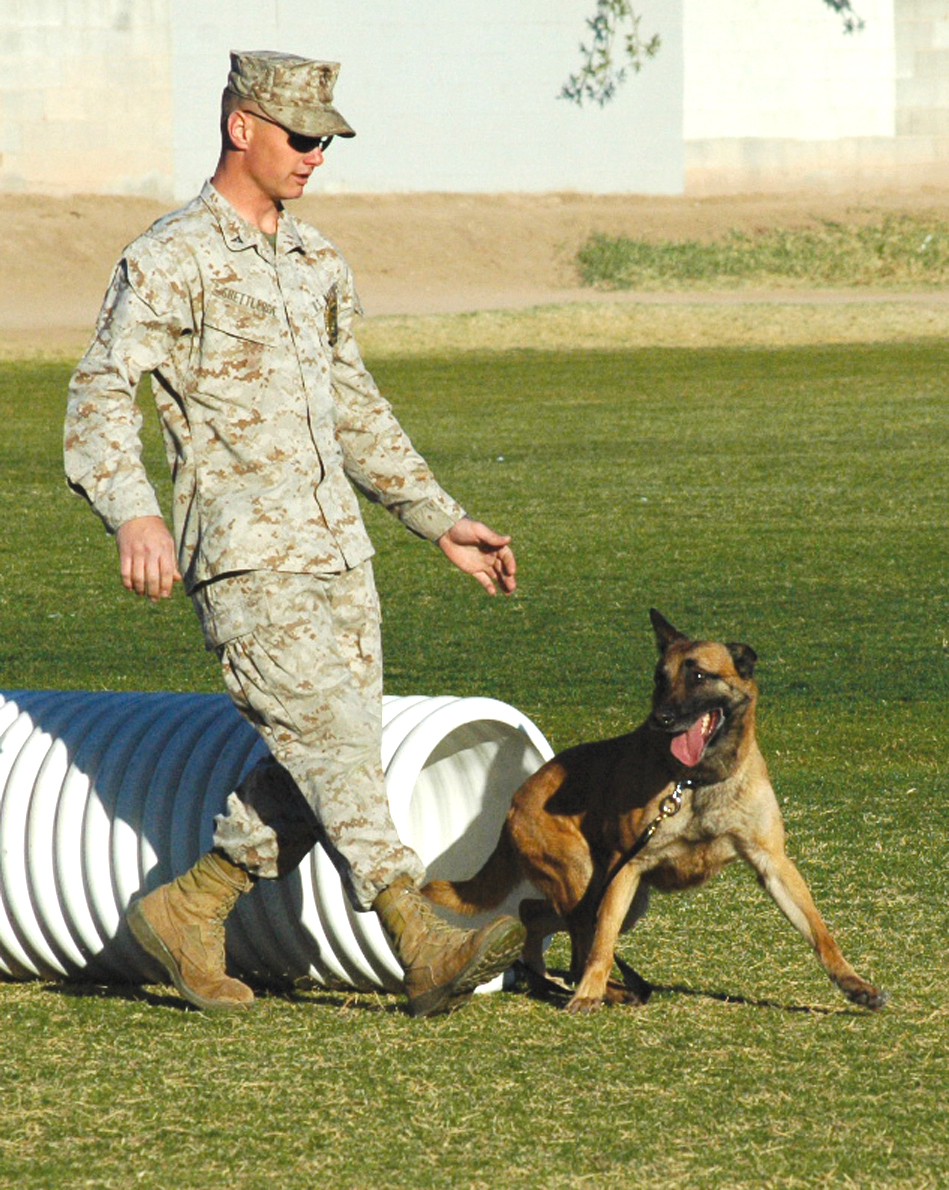 Lance Cpl. Justin Shettleroe, K-9 handler, Provost Marshal?s Office, takes a bite from Hexa, military working dog, during a K-9 demonstration at Centennial Middle School Feb. 8 as a part of aggression training where dogs practice biting would-be suspects. The K-9 handlers also ran the dogs through an obstacle course during the demonstration.
