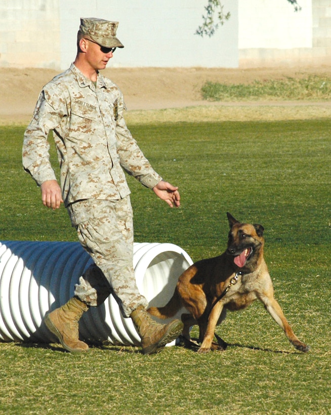 Lance Cpl. Justin Shettleroe, K-9 handler, Provost Marshal?s Office, takes a bite from Hexa, military working dog, during a K-9 demonstration at Centennial Middle School Feb. 8 as a part of aggression training where dogs practice biting would-be suspects. The K-9 handlers also ran the dogs through an obstacle course during the demonstration.
