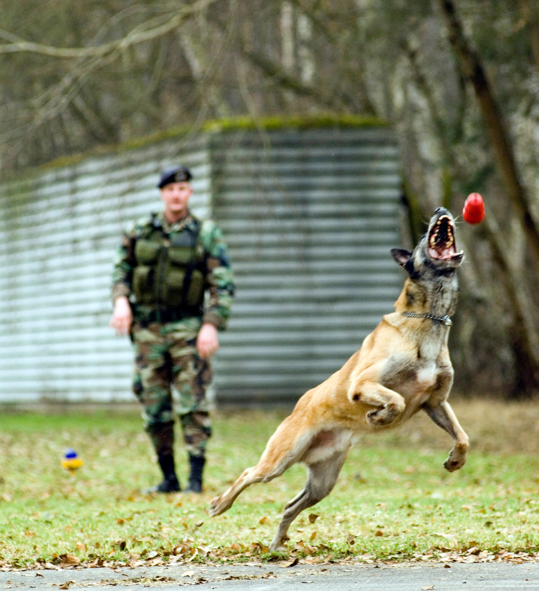 RAMSTEIN AIR BASE, Germany (AFPN) -- Tech. Sgt. John Vanderdrink has Basco chase down a toy. The military working dog team has been together three years with the 435th Security Forces Squadron. (U.S. Air Force photo by Master Sgt. John E. Lasky)
