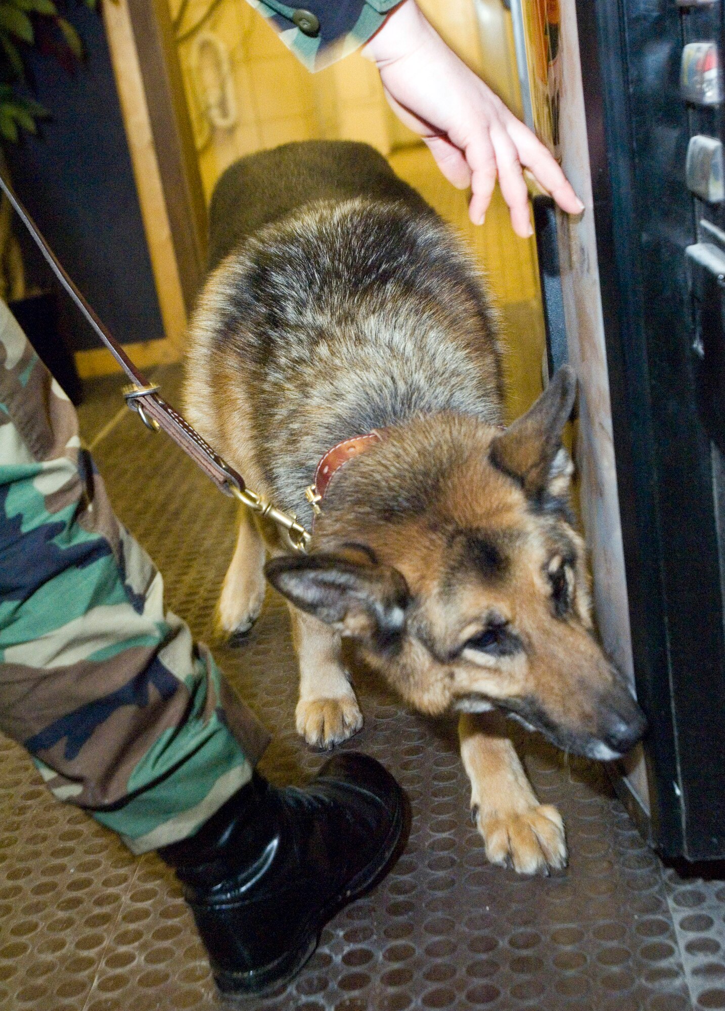 RAMSTEIN AIR BASE, Germany (AFPN) -- Staff Sgt. Gwendolyn Dodd directs her military working dog, Ron, during training at a dormitory. Sergeant Dodd is assigned to the 435th Security Forces Squadron and trains with Ron at least three times a week. (U.S. Air Force photo by Master Sgt. John E. Lasky)
