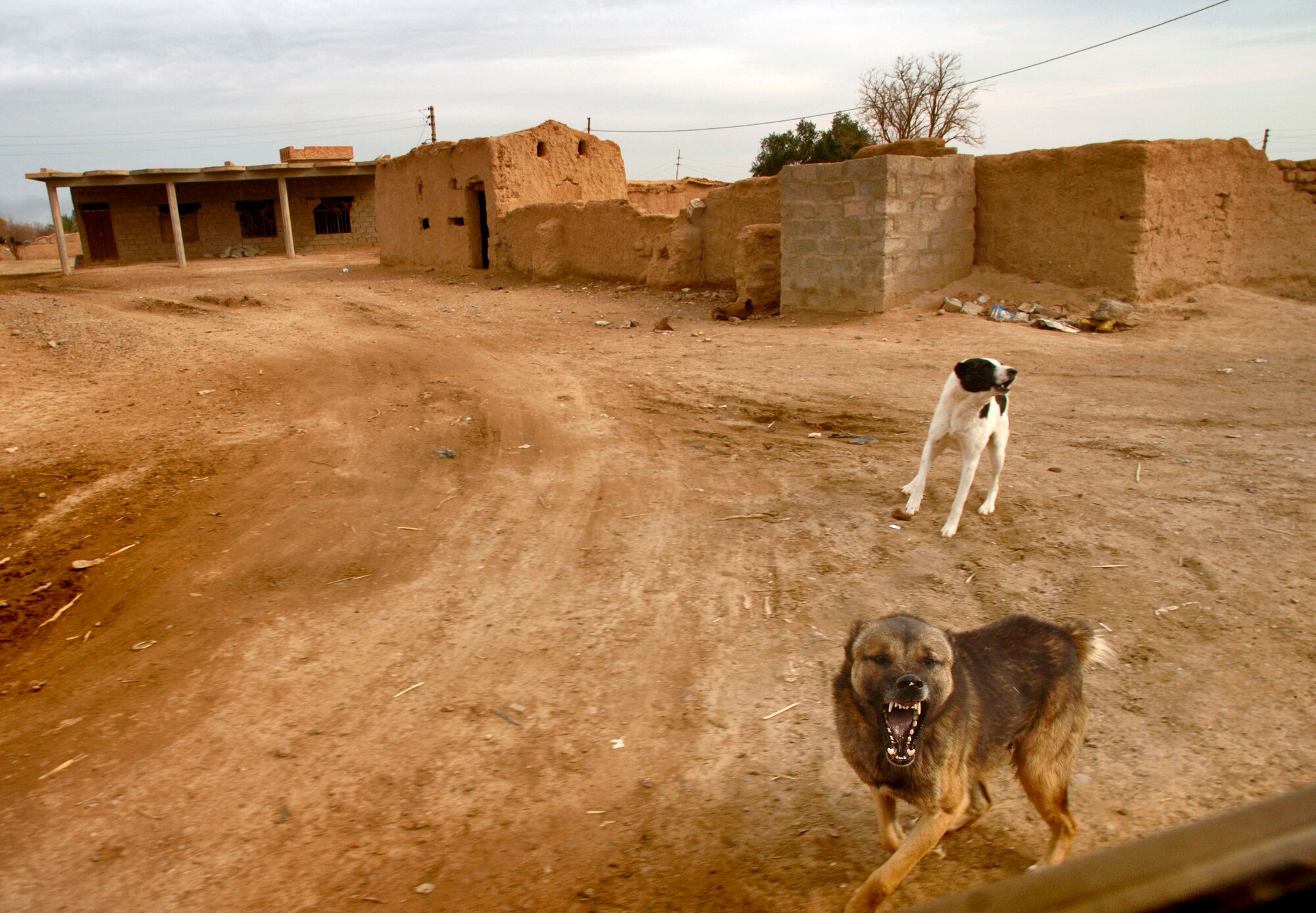 KIRKUK, Iraq (AFPN) -- Dogs bark at the 732nd Expeditionary Civil Engineer Squadron's petroleum oil and infrastructure team convoy as it passes through an Iraqi community. They are traveling travel throughout the region to meet with Iraqi infrastructure facilities leaders. (U.S. Air Force photo by Master Sgt. Lance Cheung)
