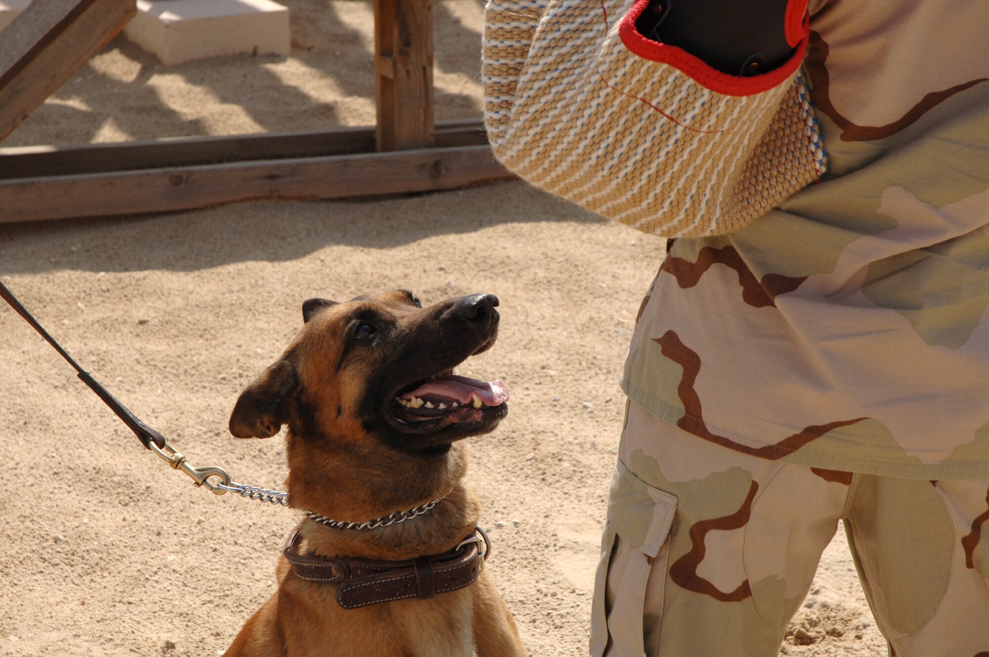 SOUTHWEST ASIA (AFPN) -- Rico, a military working dog, stares down an aggressor during training at a deployed location Feb. 24. The Belgian Malinois is with the 379th Expeditionary Security Forces Squadron. (U.S. Air Force photo by Staff Sgt. Joshua Strang)