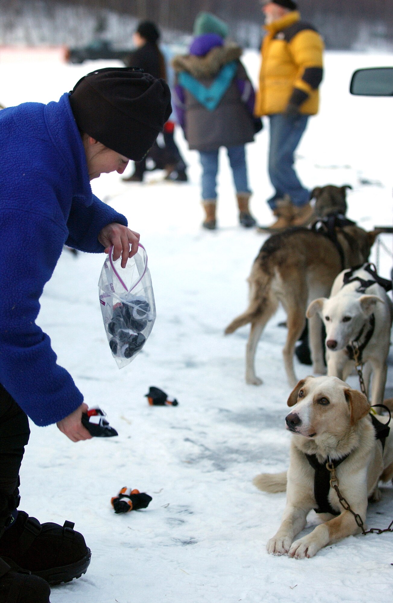 KNIK, ALASKA (AFPN) -- Lt. Col. Michele Provost distributes booties for sled dogs before the start of the Knik 200 Sled Dog Race. It was the first time the colonel participated in a dog sled race. She completed the 200 mile race in 29 hours and 5 minutes, including a six-hour mandatory rest for the dogs. Colonel Provost is an orthopedic surgeon with the 3rd Medical Group at Elmendorf Air Force Base, Alaska. The dog sled team belongs to Maj. Tom Knolmeayer, Elmendorf's chief of surgery. He and his dogs completed last year's Iditarod Sled Dog Race -- a 1,100 mile race from Anchorage to Nome, Alaska. (U.S. Air Force photo by Tech. Sgt. Keith Brown)