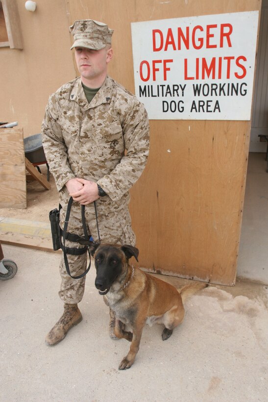 Cpl. Brendan N. Poelaert, a military working dog handler with 5th Battalion, 14th Marine Regiment Provisional Military Police Battalion, and an East Kingston, N.H., native, and his military working dog, Flapoor, a 4-year-old Belgium Malinos, survived a suicide bomber attack, Jan. 5, in Ramadi, Iraq.