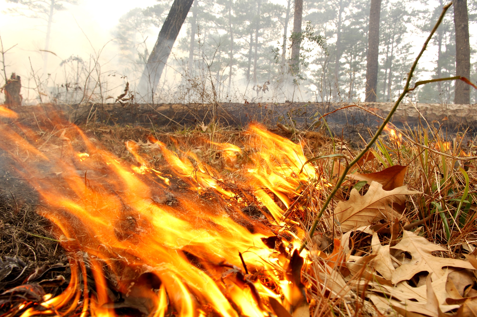 BARKSDALE AFB, La. (AFPN) -- A small fire consumes low-lying brush and leaves during a controlled burn here. The 200-acre burn Jan. 26 was a timber stand improvement burn, and is one of 10 scheduled controlled burns on Barksdale's East Reservation this year. The burning is conducted to reduce overall fire fuel on the ground, which in turn helps prevent forest fires. (U.S. Air Force photo by Senior Airman Stephen J. Otero)
