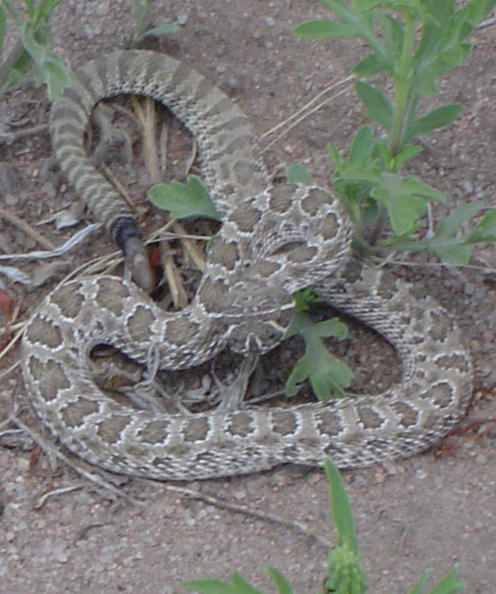 PETERSON AIR FORCE BASE, Colo. -- This prairie rattlesnake was found June 27 at the skate park in the housing area here. The snake, which preys on prairie dogs and other rodents, is poisonous and blends in well with its natural surroundings. (U.S. Air Force photo/Tech. Sgt. Stephen Burroughs)