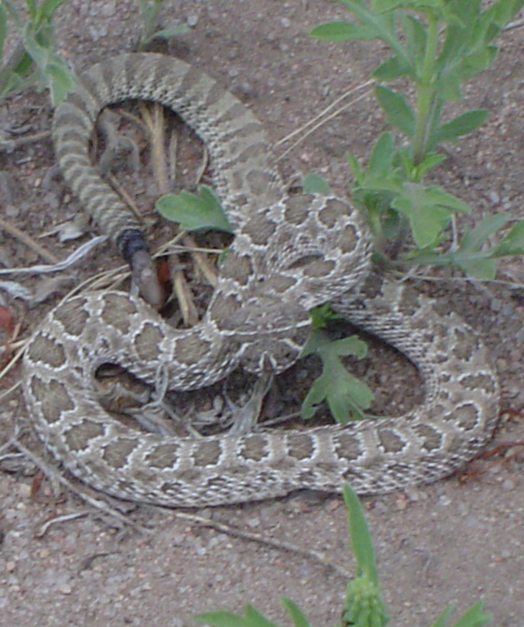 are rattlesnakes dangerous to dogs