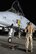 BAGRAM AIRFIELD, Afghanistan -- Tech. Sgt. DeWayne Magnuson, an A-10 crew chief, prepares to launch a 442nd Fighter Wing A-10 Thunderbolt II on a night combat sortie over Afghanistan.  Sergeant Magnuson is an Air Force Reservist deployed here from the 442nd, which is based at Whiteman Air Force Base, Mo. (US Air Force photo/Airman 1st Class Andrew Oquendo)