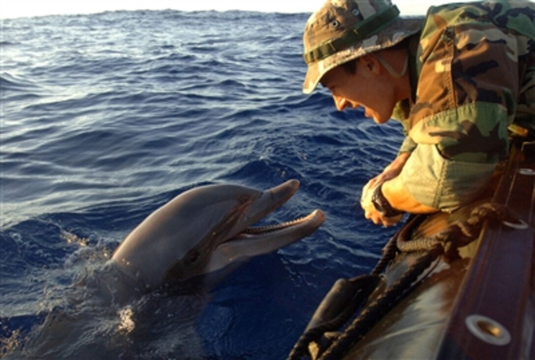 U.S. Navy Hull Technician Fireman Stefan Gingerich, attached to Naval Special Clearance Team 1, gives an Atlantic bottlenose dolphin named Katrina positive reinforcement in Pearl Harbor, Hawaii, July 18, 2006, while conducting mine countermeasure operations in support of exercise Rim of the Pacific 2006. 