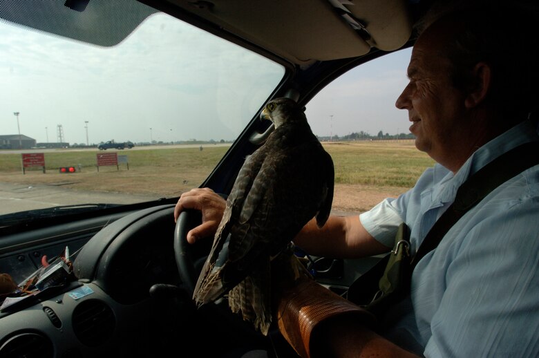 Keith Mutton goes on bird patrol with Goldie, a 9-year-old lanner hawk, at Royal Air Force Mildenhall, on July 27. Mr. Mutton owns and operates Phoenix Bird Control Services, a company helping the base run its bird aircraft strike hazard program. The aim is to rid the base of birds that pose bird strike problems for aircraft operating from there. The falcon's presence alone helps scare and ward off unwanted birds that are safety threats to aircraft. (U.S. Air Force photo/Master Sgt. Lance Cheung)