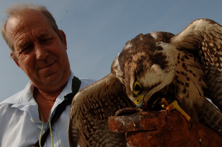 Keith Mutton, left, rewards Goldie, a 9-year-old lanner hawk, with chicken meat at Royal Air Force Mildenhall, on July 27. Mr. Mutton owns and operates Phoenix Bird Control Services, a company helping the base run its bird aircraft strike hazard program. The aim is to rid the base of birds that pose bird strike problems for aircraft operating from there. The Moroccan lanner can launch from Mr. Mutton's arm at up to 40 miles per hour to chase away and warded off unwanted birds that are safety threats. (U.S. Air Force photo/Master Sgt. Lance Cheung)