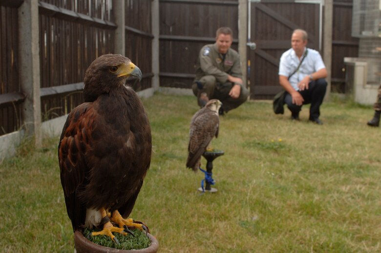 Keith Mutton, right, talks about the variety of birds of prey used by his company -- Phoenix Bird Control Services -- with Lt. Col. Gary Slack at Royal Air Force Mildenhall, England, on 27 July. The company is helping the base run its bird aircraft strike hazard program, which rids the base of birds that pose bird strike problems for aircraft operating from there. The company uses falcons, hawks and owls like, left to right, Chipper, a Harris Hawk; Goldie, a lanner hawk; and Hurricane, an American kestrel. (U.S. Air Force photo/Master Sgt. Lance Cheung)
