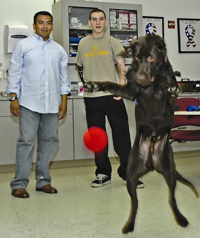 Deuce, a year-and-a-half-old chocolate Labrador retriever, fetches a ...
