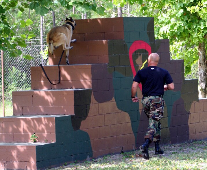Staff Sgt. George Shepherd, 16th Security Forces Squadron K-9 handler, runs Sarah, a 7-year-old Belgian malinios, through an obedience course at the military working dog facility.  Although Sarah is the smallest MWD here, she is the fastest and the hardest hitting.