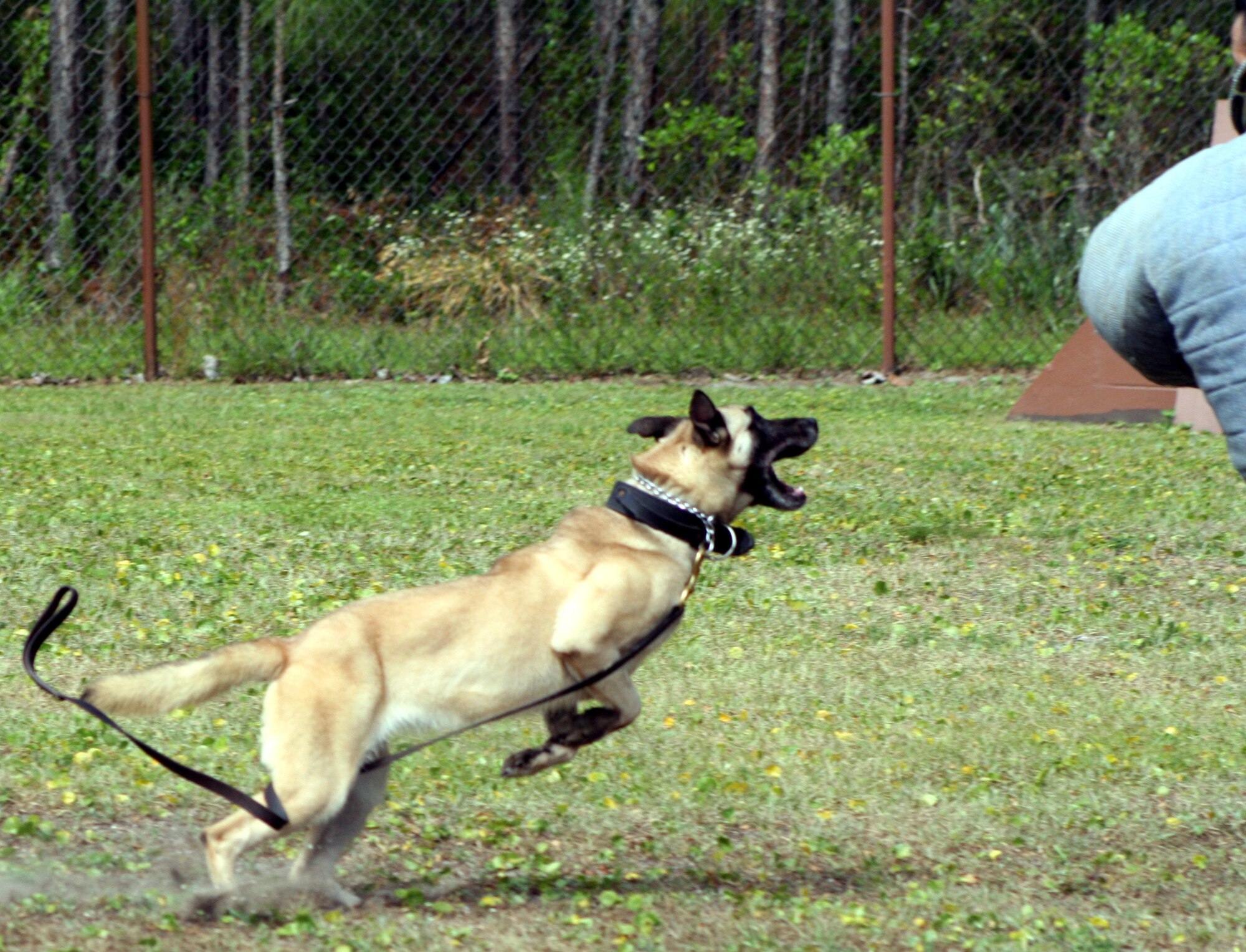 Sergeant Shepherd prepares to release Sarah after commanding her to attack Staff Sgt. Bob Weigold, 16th SFS K-9 trainer.
