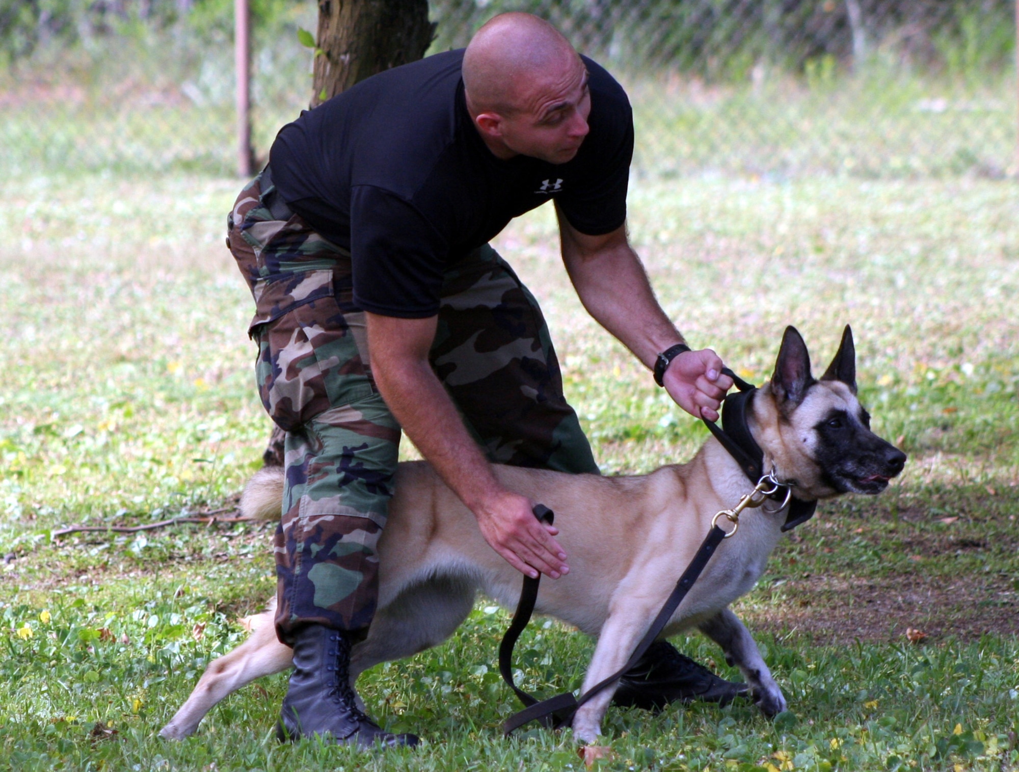 Sergeant Shepherd prepares to release Sarah after commanding her to attack Staff Sgt. Bob Weigold, 16th SFS K-9 trainer.