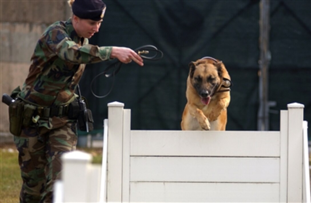 U.S. Air Force Staff Sgt. Liberty Angel guides Rico, a military working dog with the 31st Security Forces Squadron, over a hurdle while accomplishing an obedience training obstacle course on Aviano Air Base, Italy, March 3, 2006. The course is designed to keep the working dogs confident in performing their duties.