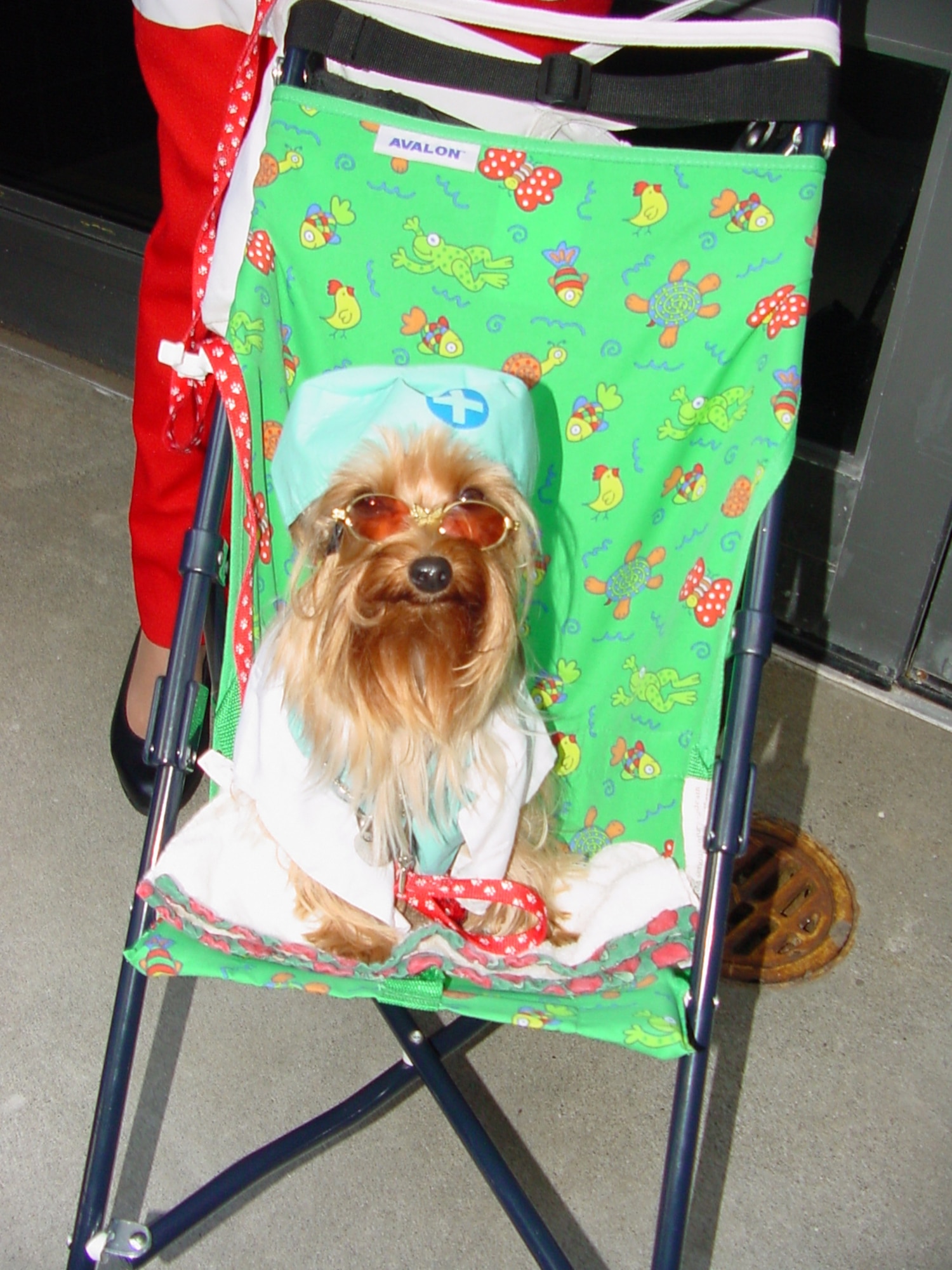 Airman 1st Class Lollie-Pup, a Yorkshire Terrier, makes her rounds in medical scrubs as part of the Canine Assisted Therapy program at David Grant USAF Medical Center. (U.S. Air Force photo by Jim Spellman)