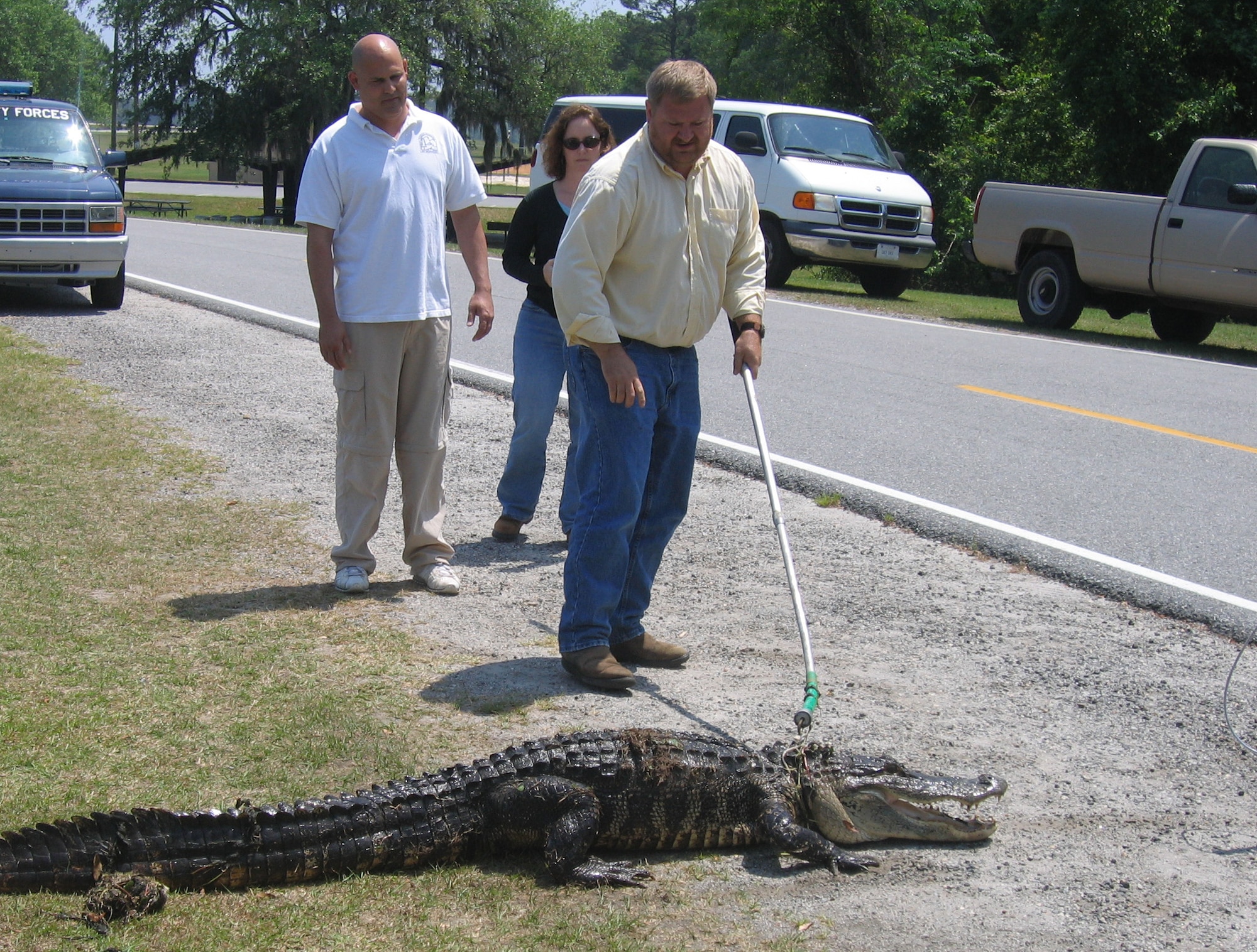 MOODY AIR FORCE BASE, Ga. - Gregory Lee, 347th Civil Engineer Squadron natural resources manager, captures an alligator from Mission Lake April 19. The 8-foot-3-inch male alligator was removed from the lake for safety reasons stemming from human feeding.  Typically, the “problem” alligators are transported to Grand Bay. However, this alligator is a repeat offender and was also found on a runway recently. The 347th CES Environmental Flight called a county trapper who took him to an alligator breeding farm.