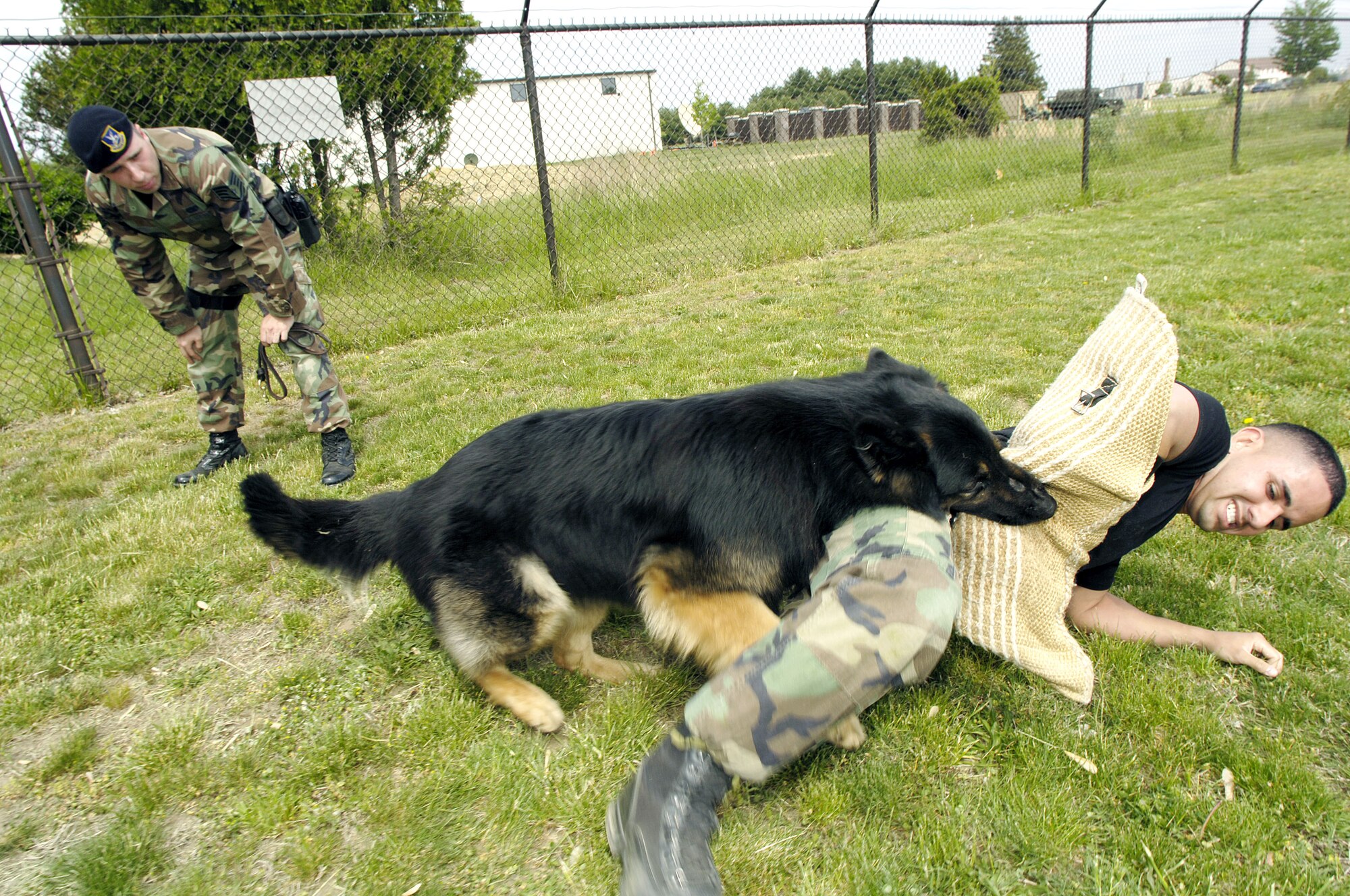 Staff Sgt. Stephen Upton (rear) observes as Cezar "attacks" Staff Sgt. Brian Aponte during a training session on May 10, 2006.  Sergeants Upton and Aponte are dog handlers with the 305th Security Forces Squadron at McGuire Air Force Base, N.J.  Cezar is a four-year-old military working dog specializing in explosive detection and patrol.   (U.S. Air Force photo/Kenn Mann)