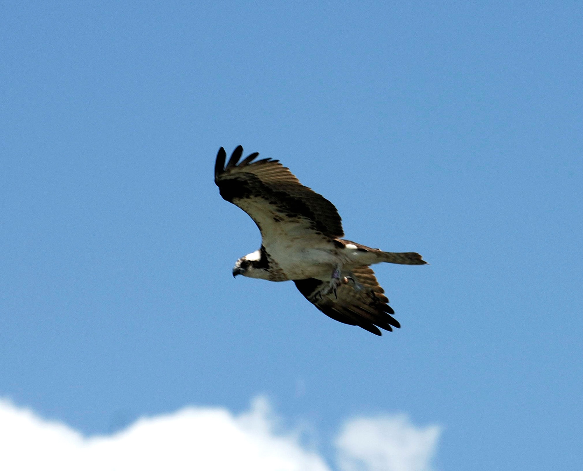 An osprey takes flight after being caught and tagged at Langley Air Force Base, Va., on Wednesday, May 17, 2006. The U.S. Department of Agriculture is collecting, tagging and tracking the birds to reduce conflicts with base aircraft. (U.S. Air Force photo/Airman 1st Class Christopher L. Ingersoll) 

